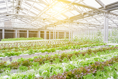 大棚种植时令蔬菜优质维生素